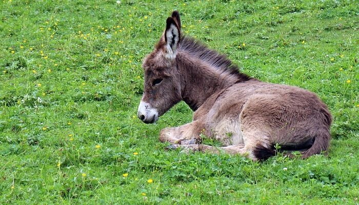 significado-de-so-ar-con-un-burro-n-meros-milagrosos