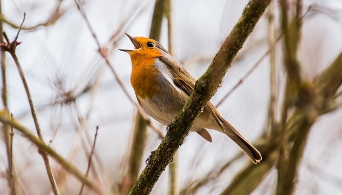 Chirping Bird Meaning In Bengali